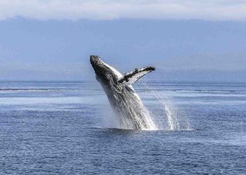 Iván Carrillo analiza la importancia del Tratado de Alta Mar para la protección de los océanos