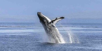 Iván Carrillo analiza la importancia del Tratado de Alta Mar para la protección de los océanos