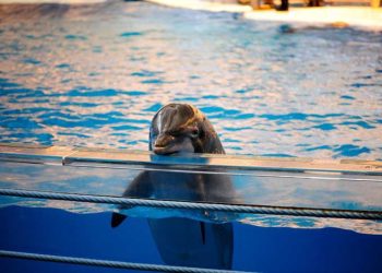 Delfines en México: situación legal, centros con cautiverio y la urgencia de santuarios