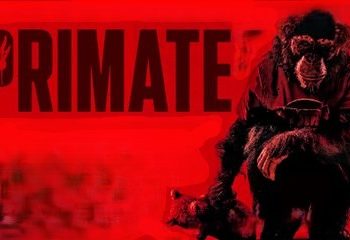 Primate
