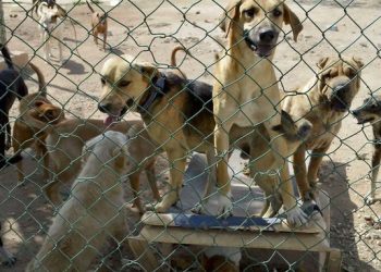 CDMX rescata a más de 900 animales del Refugio Franciscano; Abogado niega maltrato animal