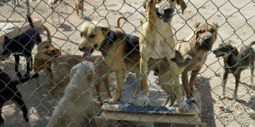 CDMX rescata a más de 900 animales del Refugio Franciscano; Abogado niega maltrato animal