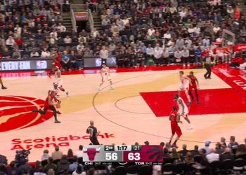 bulls