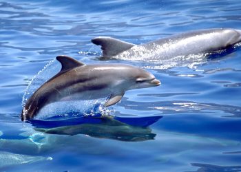 Científicos lanzan una alerta urgente: los químicos de tu móvil ya están en la fauna marina