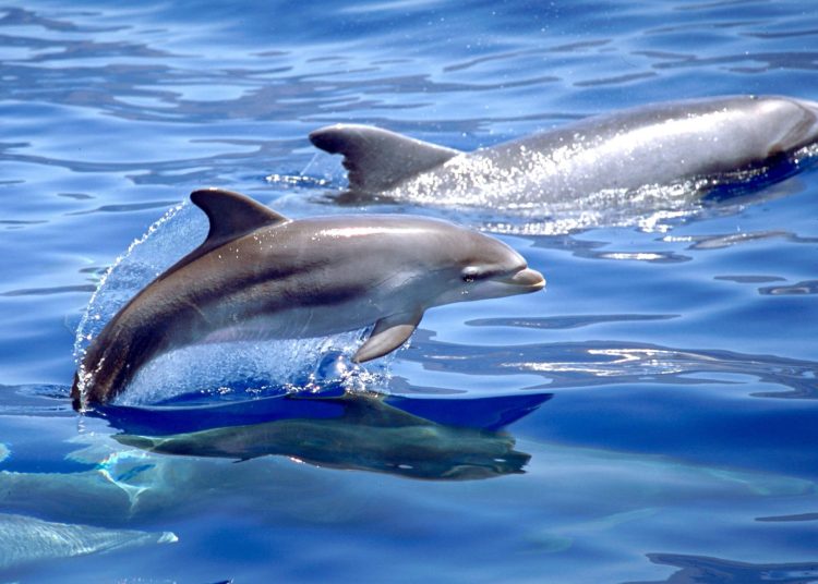 Científicos lanzan una alerta urgente: los químicos de tu móvil ya están en la fauna marina