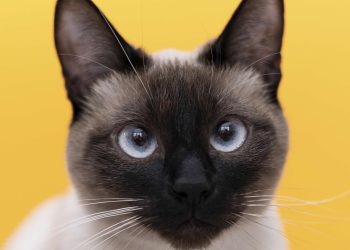 Día del Gato 20 de febrero: por qué se celebra y cuál es su origen