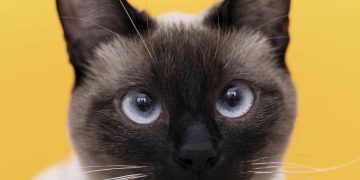 Día del Gato 20 de febrero: por qué se celebra y cuál es su origen