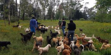 Perritos rescatados en refugio bajo revisión por condiciones de bienestar animal