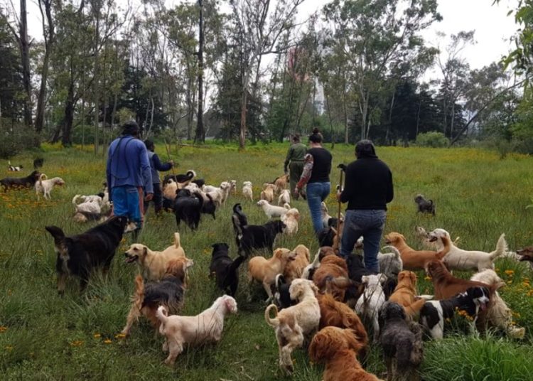 Perritos rescatados en refugio bajo revisión por condiciones de bienestar animal