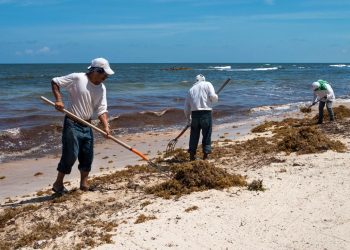 Se anticipa el sargazo en playas de Q. Roo y Yucatán