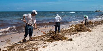 Se anticipa el sargazo en playas de Q. Roo y Yucatán