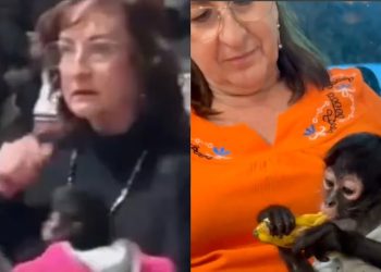 Profepa denuncia penal por mono araña en acto público de regidora en Jalisco