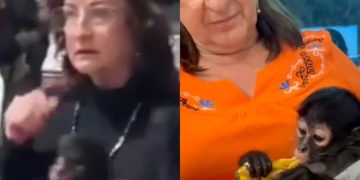 Profepa denuncia penal por mono araña en acto público de regidora en Jalisco