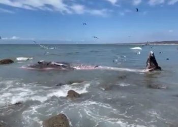 Ballena muerta en Mazatlán: Investigan causas de varamiento