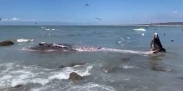 Ballena muerta en Mazatlán: Investigan causas de varamiento