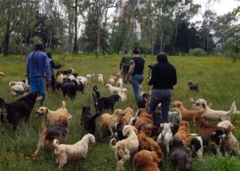 Poder Judicial autoriza adopción de 936 animales del Refugio Franciscano