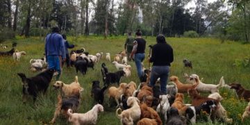 Poder Judicial autoriza adopción de 936 animales del Refugio Franciscano