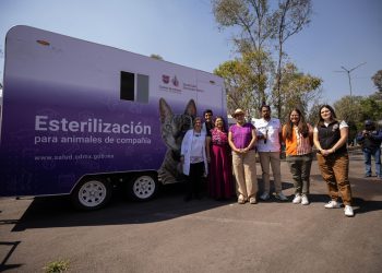 La meta de Clara Brugada: una ciudad sin animales abandonados