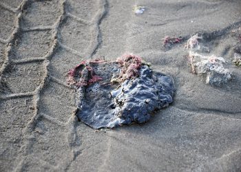 Senado exige informe detallado sobre el derrame en Veracruz y Tabasco La Comisión de Medio Ambiente, Recursos Naturales y Cambio Climático del Senado, que preside Maki Ortiz, solicitó un informe detallado a diversas autoridades sobre el daño ecológico y económico tras el derrame y presencia de hidrocarburos en las costas de Veracruz y Tabasco. A solicitud de la senadora del PRI, Carolina Viggiano, se elaboró un dictamen, avalado por las y los senadores, exhortando a la Secretaría de Medio Ambiente y Recursos Naturales (Semarnat), a la Secretaría de Marina (Semar) y a la Agencia Nacional de Seguridad Industrial y de Protección al Medio Ambiente del Sector Hidrocarburos (ASEA), para que presenten información sobre las afectaciones ocasionadas a ecosistemas costeros, humedales, lagunas, manglares, arrecifes y fauna silvestre, con motivo de la presencia de hidrocarburos en Veracruz y Tabasco, a partir del 1 de marzo de 2026. La propuesta también solicita que se informe sobre el estado que guarda la investigación para determinar el origen del contaminante y las acciones adoptadas para garantizar la reparación integral del daño ambiental. Fortalecimiento de acciones para comunidades pesqueras y turísticas De la misma forma, se busca exhortar a los gobiernos de Veracruz y Tabasco para que, en coordinación con la Federación y los municipios involucrados, fortalezcan las acciones de atención a las comunidades afectadas. Se precisa que dichas acciones deben incluir medidas preventivas y de vigilancia en materia de salud, acompañamiento técnico y territorial a comunidades pesqueras y ribereñas, seguimiento a posibles afectaciones a actividades turísticas, así como esquemas de apoyo e información pública que permitan atender de manera oportuna las consecuencias ambientales, sociales y económicas derivadas del evento. Reforma a la Ley: El nuevo concepto de “Justicia Ambiental” Por otro lado, las y los integrantes de la Comisión aprobaron reformar la Ley General del Equilibrio Ecológico y la Protección al Ambiente, para establecer el concepto de “justicia ambiental”, como una herramienta para transformar la relación entre sociedad y naturaleza, y así asegurar un futuro sostenible. En el proyecto se define a la justicia ambiental como “el derecho que garantiza un trato justo, equitativo y participativo en todas las decisiones y acciones que afectan el medio ambiente y la salud de las personas, sin importar estatus socioeconómico, origen étnico, género, nacionalidad, discapacidad o condición social”. La justicia ambiental constituye un elemento esencial para la consolidación del derecho humano a un medio ambiente sano en México, promoviendo la equidad social, la participación ciudadana y el acceso efectivo a la justicia para garantizar la conservación de los recursos naturales para futuras generaciones.