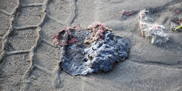 Senado exige informe detallado sobre el derrame en Veracruz y Tabasco La Comisión de Medio Ambiente, Recursos Naturales y Cambio Climático del Senado, que preside Maki Ortiz, solicitó un informe detallado a diversas autoridades sobre el daño ecológico y económico tras el derrame y presencia de hidrocarburos en las costas de Veracruz y Tabasco. A solicitud de la senadora del PRI, Carolina Viggiano, se elaboró un dictamen, avalado por las y los senadores, exhortando a la Secretaría de Medio Ambiente y Recursos Naturales (Semarnat), a la Secretaría de Marina (Semar) y a la Agencia Nacional de Seguridad Industrial y de Protección al Medio Ambiente del Sector Hidrocarburos (ASEA), para que presenten información sobre las afectaciones ocasionadas a ecosistemas costeros, humedales, lagunas, manglares, arrecifes y fauna silvestre, con motivo de la presencia de hidrocarburos en Veracruz y Tabasco, a partir del 1 de marzo de 2026. La propuesta también solicita que se informe sobre el estado que guarda la investigación para determinar el origen del contaminante y las acciones adoptadas para garantizar la reparación integral del daño ambiental. Fortalecimiento de acciones para comunidades pesqueras y turísticas De la misma forma, se busca exhortar a los gobiernos de Veracruz y Tabasco para que, en coordinación con la Federación y los municipios involucrados, fortalezcan las acciones de atención a las comunidades afectadas. Se precisa que dichas acciones deben incluir medidas preventivas y de vigilancia en materia de salud, acompañamiento técnico y territorial a comunidades pesqueras y ribereñas, seguimiento a posibles afectaciones a actividades turísticas, así como esquemas de apoyo e información pública que permitan atender de manera oportuna las consecuencias ambientales, sociales y económicas derivadas del evento. Reforma a la Ley: El nuevo concepto de “Justicia Ambiental” Por otro lado, las y los integrantes de la Comisión aprobaron reformar la Ley General del Equilibrio Ecológico y la Protección al Ambiente, para establecer el concepto de “justicia ambiental”, como una herramienta para transformar la relación entre sociedad y naturaleza, y así asegurar un futuro sostenible. En el proyecto se define a la justicia ambiental como “el derecho que garantiza un trato justo, equitativo y participativo en todas las decisiones y acciones que afectan el medio ambiente y la salud de las personas, sin importar estatus socioeconómico, origen étnico, género, nacionalidad, discapacidad o condición social”. La justicia ambiental constituye un elemento esencial para la consolidación del derecho humano a un medio ambiente sano en México, promoviendo la equidad social, la participación ciudadana y el acceso efectivo a la justicia para garantizar la conservación de los recursos naturales para futuras generaciones.
