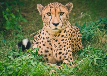 El guepardo y el tiburón martillo figuran entre los 40 nuevos animales protegidos