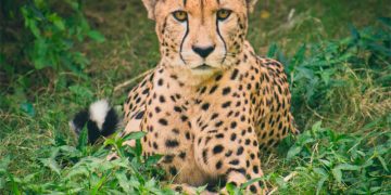 El guepardo y el tiburón martillo figuran entre los 40 nuevos animales protegidos