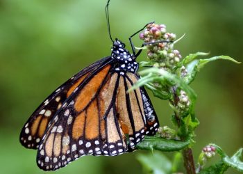 La Mariposa monarca aumenta 64% su presencia en temporada de hibernación 2025-2026
