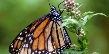 La Mariposa monarca aumenta 64% su presencia en temporada de hibernación 2025-2026