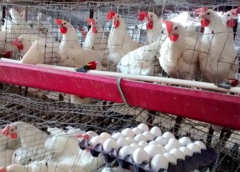 México y EU refuerzan cooperación en la industria avícola