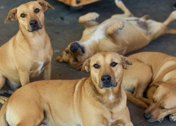 Perro caramelo ¿una nueva raza mexicana?