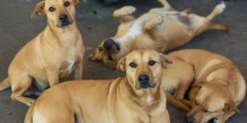 Perro caramelo ¿una nueva raza mexicana?