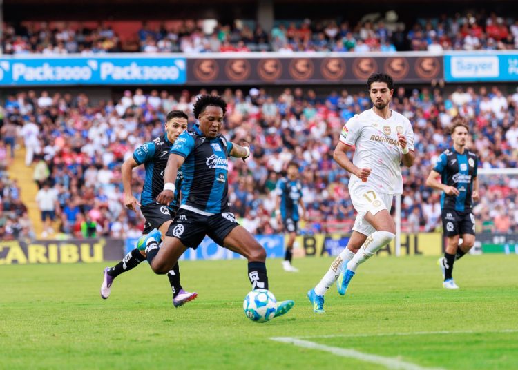 gallos