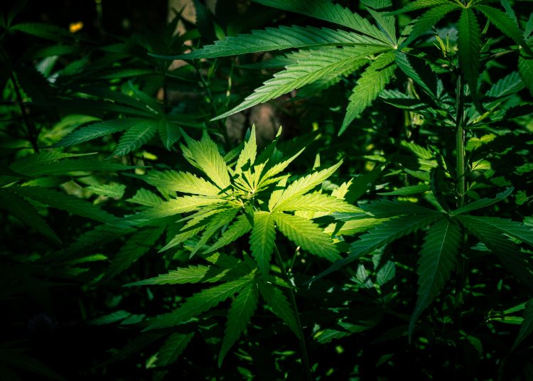 A high angle macro shot of a green plant with a focused light in the center