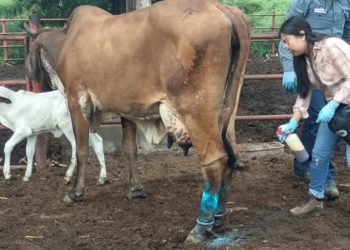 Oaxaca, registra primer fallecimiento por miasma asociada a gusano barrenador del ganado
