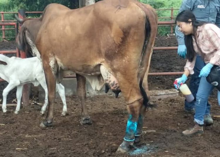 Oaxaca, registra primer fallecimiento por miasma asociada a gusano barrenador del ganado