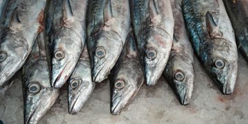 Oceana denuncia que cuatro de cada diez pescados vendidos en México son sustituidos