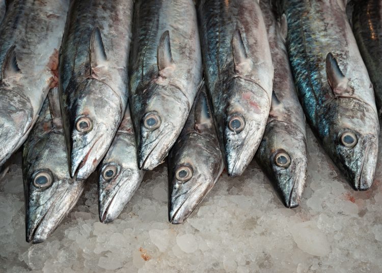 Oceana denuncia que cuatro de cada diez pescados vendidos en México son sustituidos
