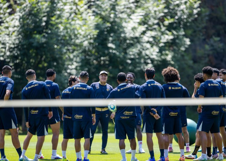 pumas