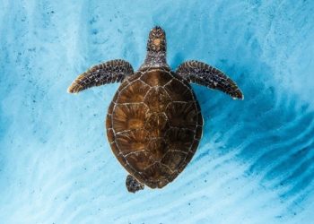 Ocean Film Festival regresa a la CDMX con historias de aventura y conservación marina