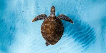 Ocean Film Festival regresa a la CDMX con historias de aventura y conservación marina