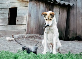 Drones revelan el maltrato animal oculto durante décadas en zonas rurales de Polonia