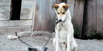 Drones revelan el maltrato animal oculto durante décadas en zonas rurales de Polonia