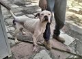 ¡Cuidado! En Edomex el maltrato animal ya se paga con multas de hasta 35 mil pesos y cárcel