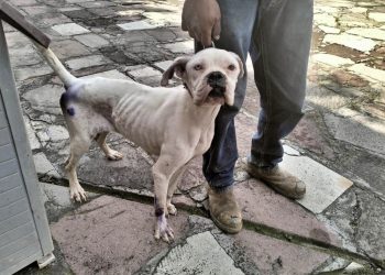 ¡Cuidado! En Edomex el maltrato animal ya se paga con multas de hasta 35 mil pesos y cárcel