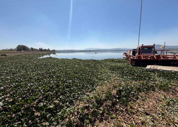 Habitantes de comunidades cercanas a la presa Endhó enfrentan una intensa plaga de mosco Cúlex
