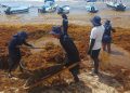 La Armada de México mantiene operativos permanentes para contener el sargazo en el Caribe