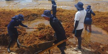 La Armada de México mantiene operativos permanentes para contener el sargazo en el Caribe