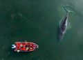 Timmy, ballena jorobada varada en Alemania ha sido liberada luego de su traslado