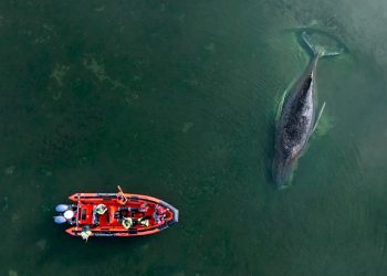 Timmy, ballena jorobada varada en Alemania ha sido liberada luego de su traslado