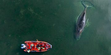 Timmy, ballena jorobada varada en Alemania ha sido liberada luego de su traslado